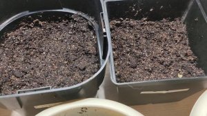 Как быстро прорастают и всходят Ахименесы и смитикадония?