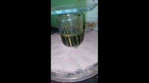 снятие позолоты с полевиков , транзисторы КТ117, КТ501, КТ3102, КТ203 и им подобные