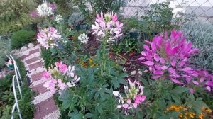 клеомы,,,, брызги  шампанского,,,,#клеома#?