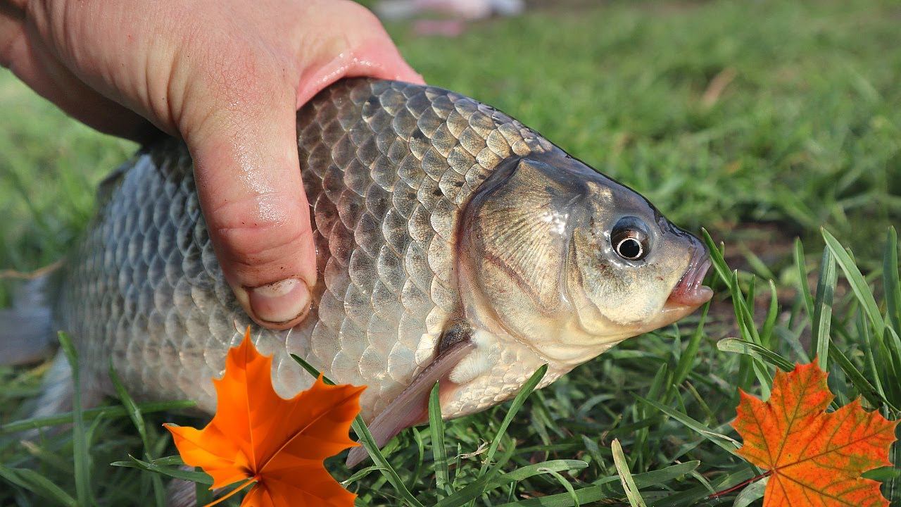 Ловлю без проблем крупного карася в октябре и по многу! Есть пару секретов ловли в этот месяц. смотреть онлайн