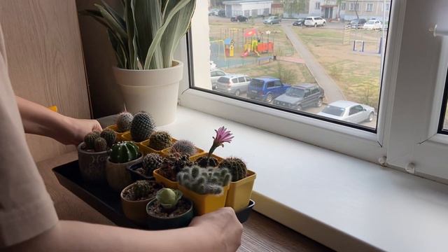 УБОРКА на подоконнике с растениями 🧹 Перестановка растений.