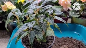 Как зимует бегония беллекония, наглядно опыт и советы от Ани