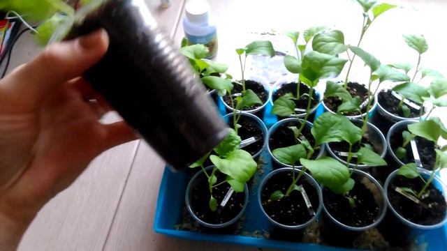 Рассада.БАКЛАЖАНЫ