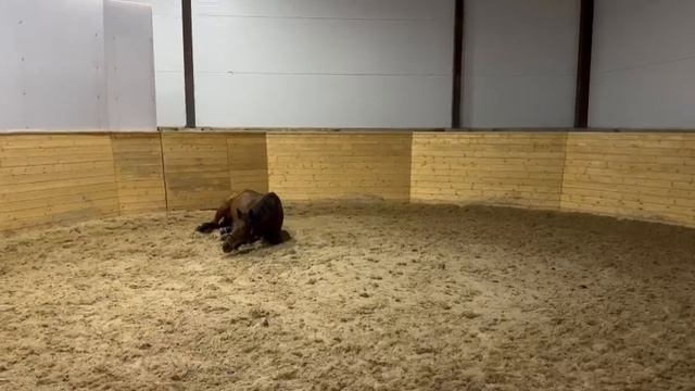 Да тут конь не валялся! смотреть онлайн