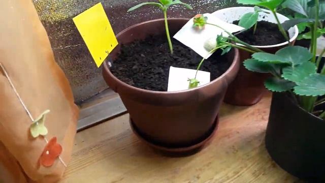 Домашний огород, дополнительное оснащение смотреть онлайн