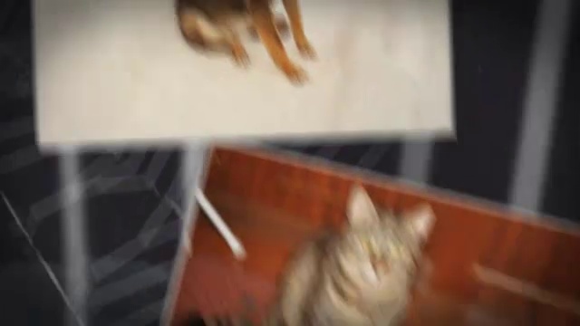 Замысловатые пряди паутины. Видео из фото. смотреть онлайн