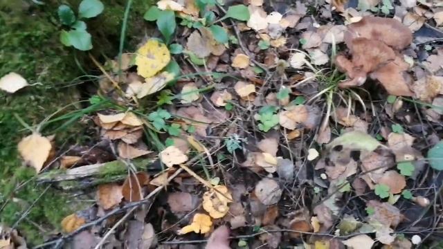 г. Иваново. Попал на УРОЖАЙ груздей!))) смотреть онлайн