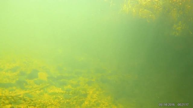 Подводная охота на Покше смотреть онлайн