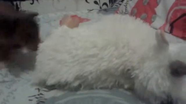 Волчара смотреть онлайн