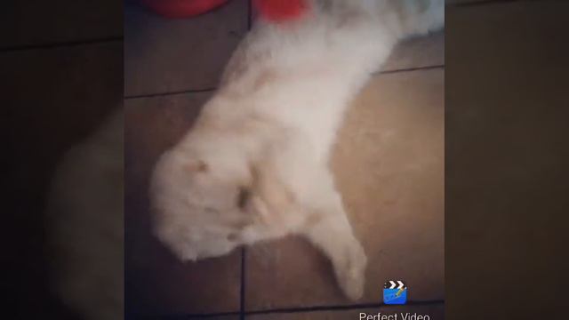 Мой кот) Вислоухий шотландец играет/My cat- Scottish fold) смотреть онлайн