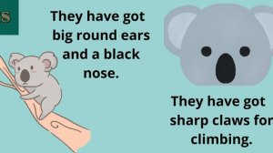 Koalas