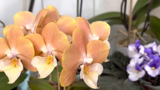 В гостях у зрителей ( Коллекция Ольги часть 2 ) смотреть онлайн