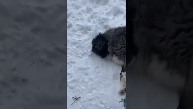 Женюшка постоянно балуется и играет смотреть онлайн