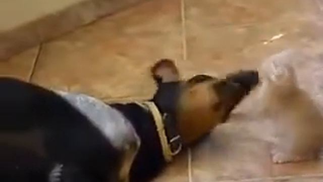 Котенок будит добермана смотреть онлайн