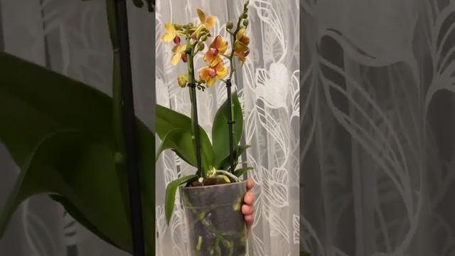 Орхидея Лимпопо или оранжевая Интрига смотреть онлайн