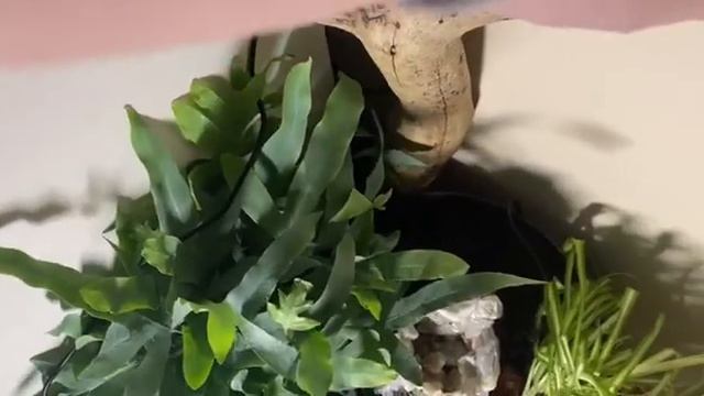 Как Сделать Водопад У Себя Дома / Водопад В Террариуме / How to? смотреть онлайн