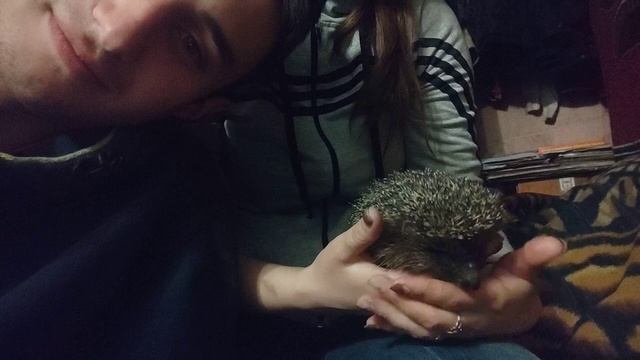 Игры с диким Ёжиком. Ёж укусил. Совсем ручной. 4K смотреть онлайн