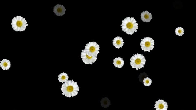Футаж для видеомонтажа Ромашки HD Video Background смотреть онлайн