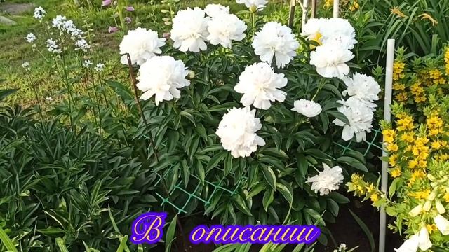 Цветы.Пионы.Конец июня.Сравнительный анализ пионов с сеткой и без неë.#дача смотреть онлайн