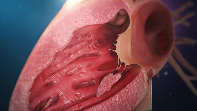 Human Heart Anatomy (3D Medical Animation)