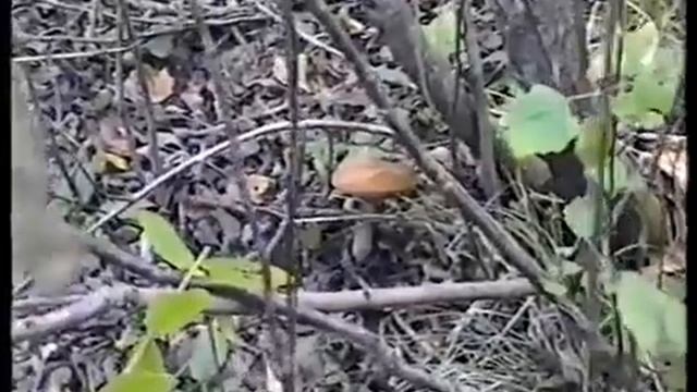 Рядовки - Говорушки дымчато серые. Грибы Зонтики. смотреть онлайн