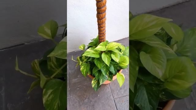 nectars.xyz - Golden Pothos aka Epipremnum Aureum смотреть онлайн