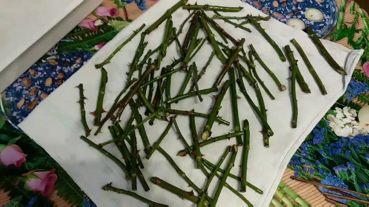 Осеннее черенкование роз после последней обрезки. смотреть онлайн