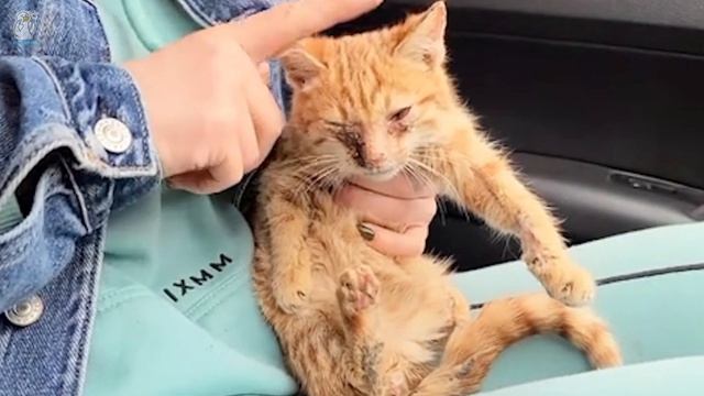 Больного котенка хозяин бросил в мусоровоз, он пытался выползти и упал на улицу смотреть онлайн