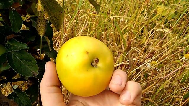 Сорт яблони Грин Стар смотреть онлайн