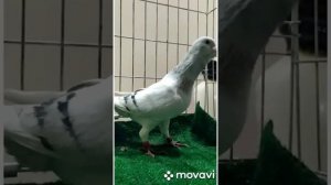 ,на,прадажу,Голуби, Адана
