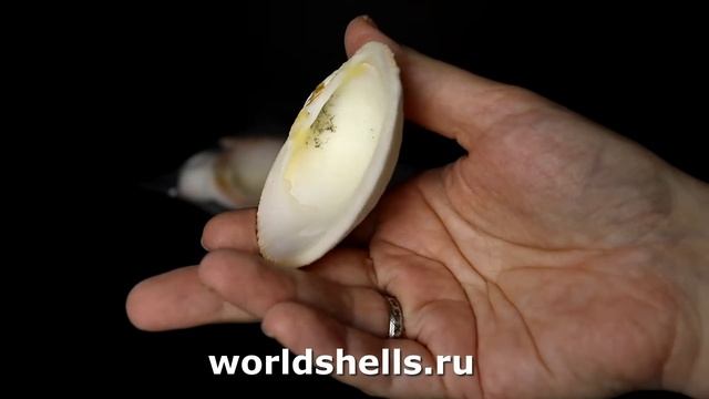 Люцина корзинка 6 - 7 см. 400 гр. смотреть онлайн