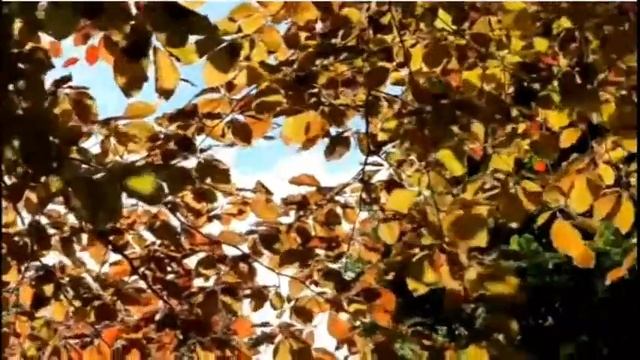 В осеннем парке смотреть онлайн