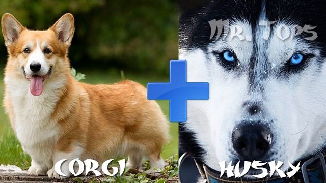 20 Increíbles Cruzas De Razas De Perros Que NO CONOCÍAS смотреть онлайн