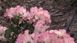 роза дольчецца, новалис, дюранс асьон. розоман дженон,  питомник роз полины козловой rozarium.biz