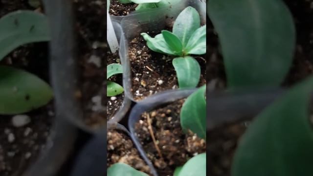 эустома , ошибка при перевалка ❗❗❗❗🙏🤗☘🌺☘ смотреть онлайн