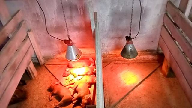 Онлайн ферма. Выращивайте мясо сидя на диване. Ваш Поросёнок на мясо растет у нас на настоящей ферм смотреть онлайн