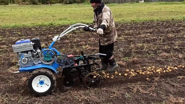 Копка картофеля переделанной картофелекопалкой ККМ-1. смотреть онлайн