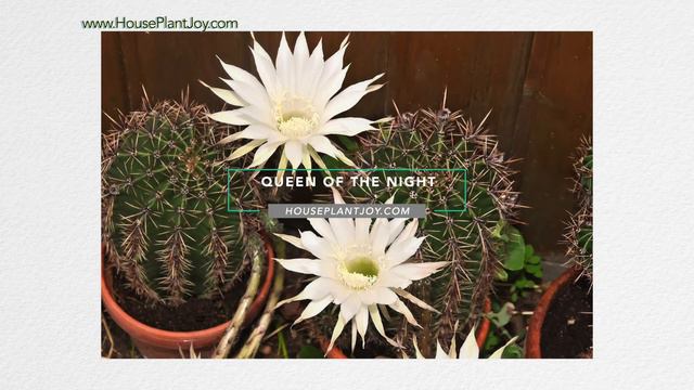 Unusual Cactus Houseplants, Succulents | Houseplant Joy смотреть онлайн