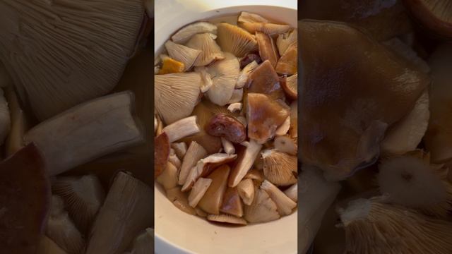Серушки на засолку. Рецепт есть на канале🍄🟫#shorts смотреть онлайн