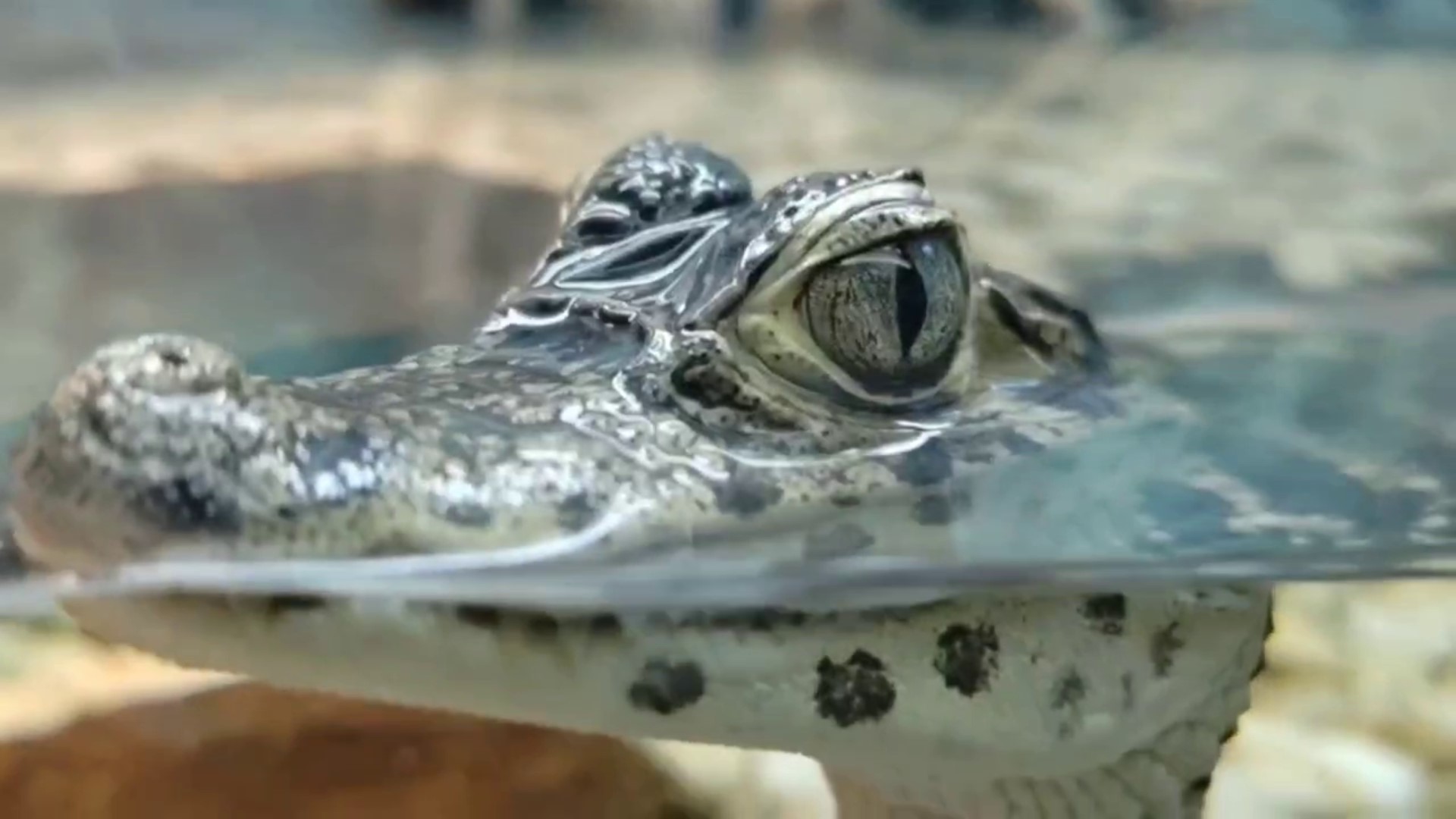 Кайман - предок динозавров смотреть онлайн