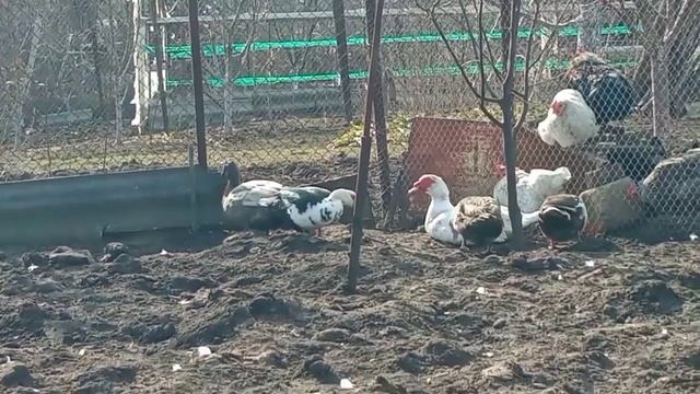 Утки готовы к яйцекладке, а селезни начали проявлять интерес к уточкам. Активность селезня. Индоутк смотреть онлайн