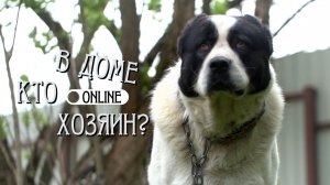 СОБАК ПРИДЁТСЯ РАЗДЕЛИТЬ!