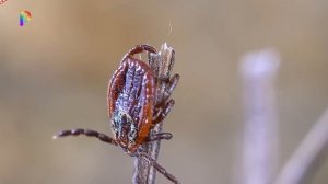 Шестилетнего ребенка укусил клещ