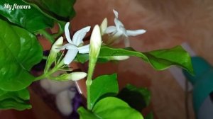 Комнатный Жасмин.Уход в домашних условиях.