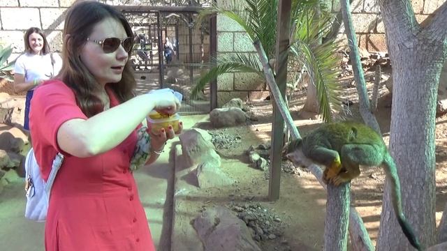Monkey Park на Тенерифе Парк морских свинок и обезьян смотреть онлайн