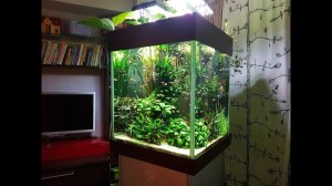 Ретроспектива кубика. От цихлидника до акваскейпа