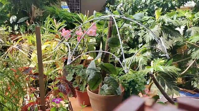 Scindapsus Silver Pothos on a trellis. смотреть онлайн