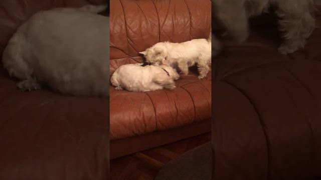 Прикольные Вестики2#west#highland#white terrier#"Vesta"#&Shnappy смотреть онлайн