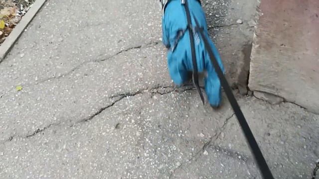 Параанальные железы у йорков. Идём чистить. смотреть онлайн