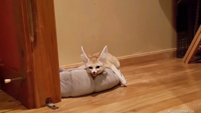 FENNEC FOX FREAK OUT!!